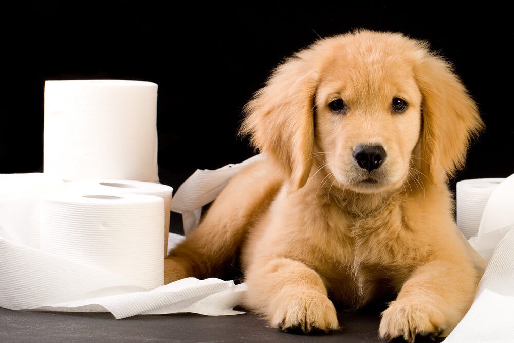 How Long Does it Take to Toilet Train A Puppy?